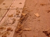 czyszczenie sufitu z odchodów szczurów